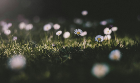 Essential Oils For Spring