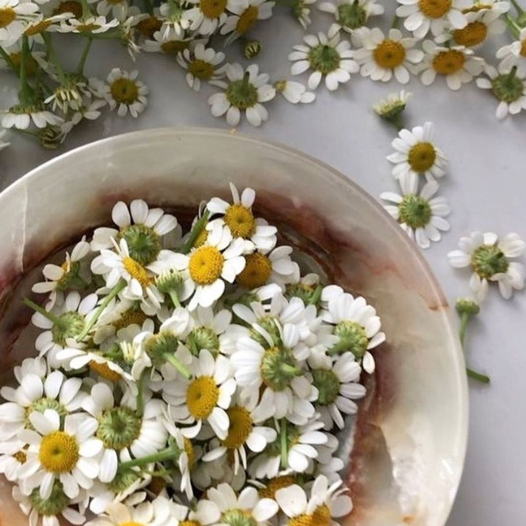 Chamomile Essential Oils